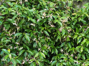 Trachelospermum asiaticum ‘Pink Showers’