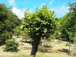Tilia cordata ‘Winter Orange’
