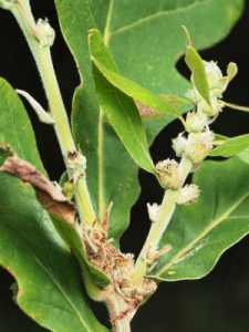 Quercus dentata