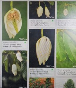 Magnolia lacei should now be called Magnolia sphaerantha