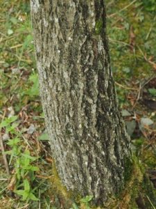 Ehretia acuminata