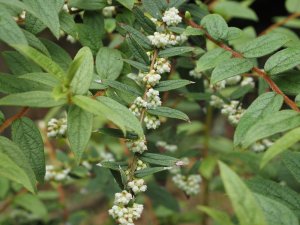 Gaultheria wardii