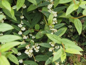 Gaultheria wardii