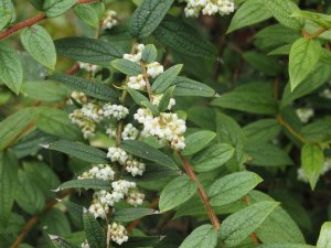 Gaultheria wardii