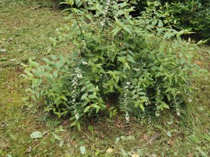 Gaultheria wardii