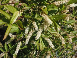 Itea virginica ‘Henry’s Garnet’