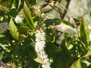 Itea virginica ‘Henry’s Garnet’