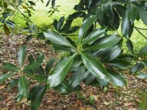 Lithocarpus glaber or Lithocarpus edulis