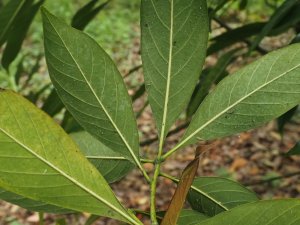Lithocarpus glaber or Lithocarpus edulis