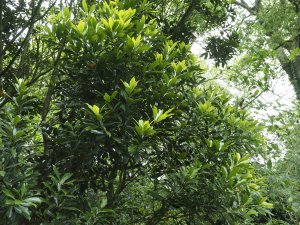 Lithocarpus glaber or Lithocarpus edulis