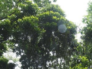 Lithocarpus glaber or Lithocarpus edulis