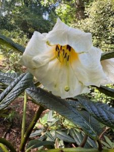 Rhododendron nuttallii
