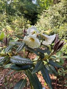 Rhododendron nuttallii