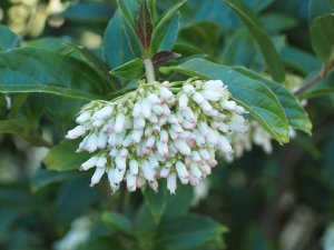 Viburnum fansipanense (BSWJ 8302)