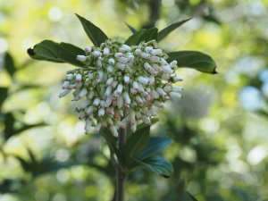 Viburnum fansipanense (BSWJ 8302)