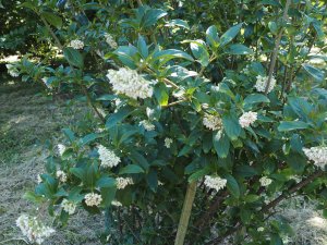 Viburnum fansipanense (BSWJ 8302)