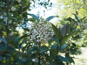 Viburnum fansipanense (BSWJ 8302)