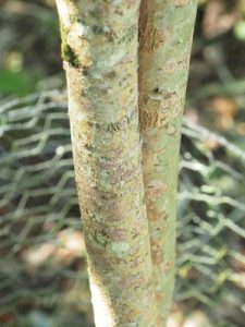 Merrilliopanax alpinus (BSWJ 13939)