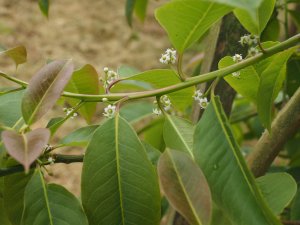 Ilex chapaensis