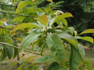 Ilex chapaensis