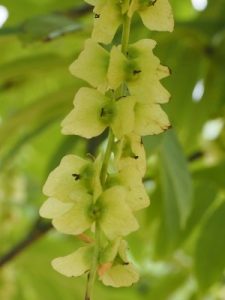 Pterocarya macroptera var. insignis