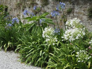 Agapanthus