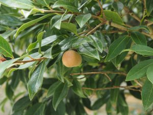 Camellia saluenensis.