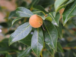 Camellia saluenensis.
