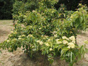 Cornus drummondii ‘Sunshiny Drops’