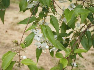 Hoheria populnea