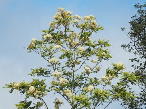 Meliosma oldhamii