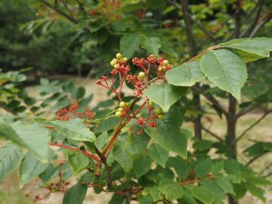 Picrasma quassioides