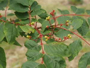 Picrasma quassioides