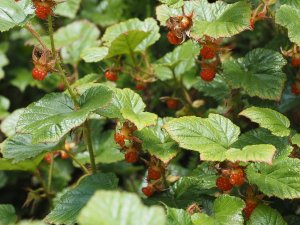 Rubus tricolor