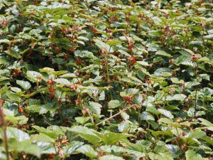 Rubus tricolor