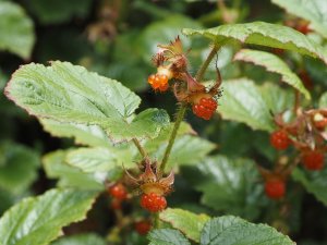 Rubus tricolor