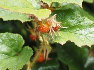 Rubus tricolor