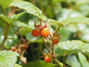 Rubus tricolor