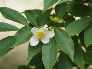 Stewartia serrata
