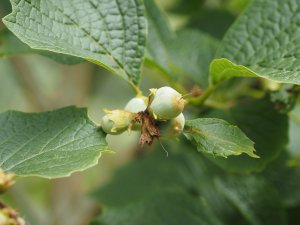 Styrax shiraianus