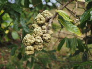 Lithocarpus pachyphyllus