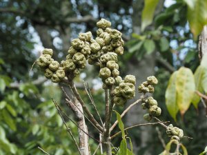 Lithocarpus pachyphyllus