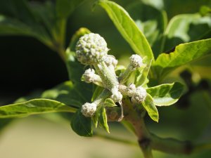 Acanthopanax aff. sessiliflorus