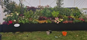 Burncoose Nurseries stand at the new RHS Badminton Flower Show