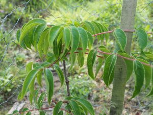 Euscaphis japonica (BSWJ 14600)