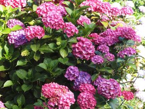 Hydrangea ‘Alpengluhen’