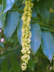 Pterocarya fraxinifolia