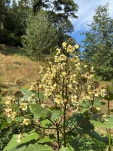 Catalpa ovata