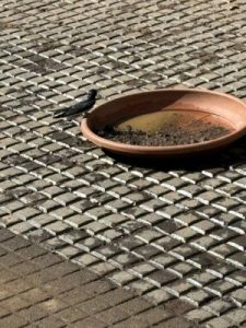 Swallows nest making