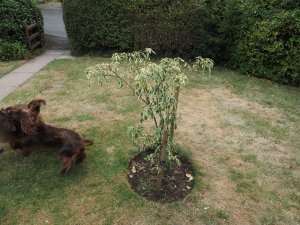 Cornus controversa ‘Variegata’